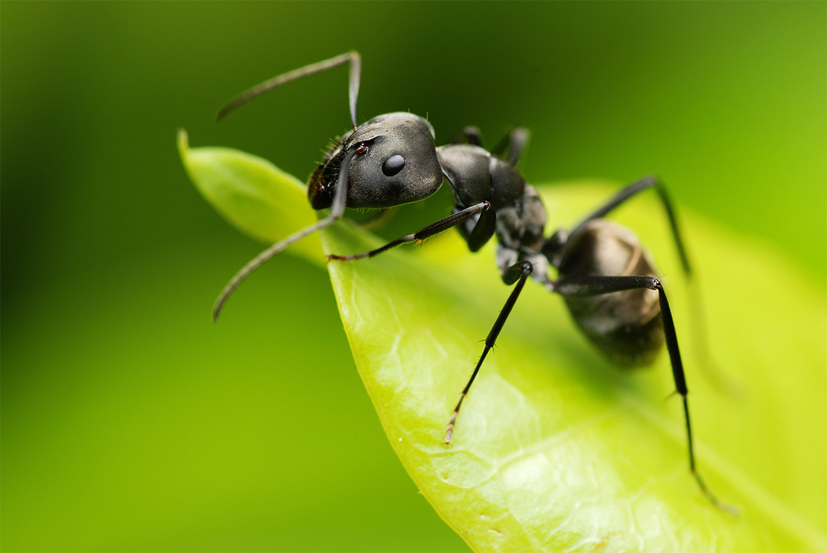 Black Ant Ochetellus glaber