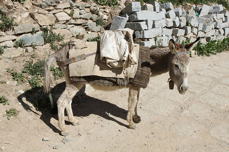 Donkey Carrying load