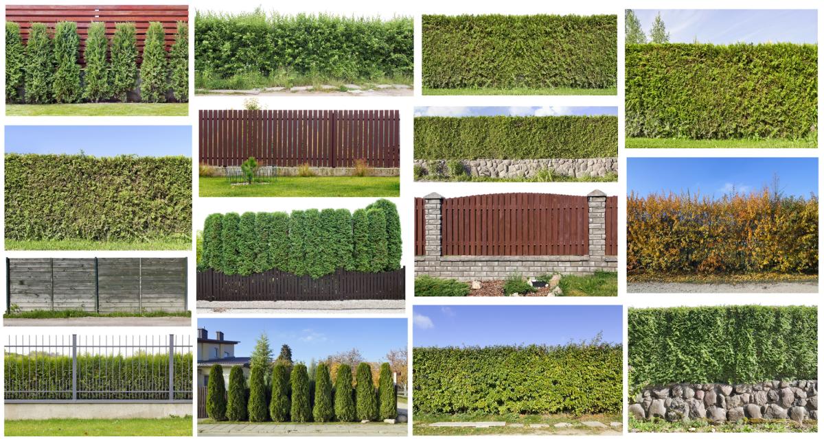 Planting a hedge fence