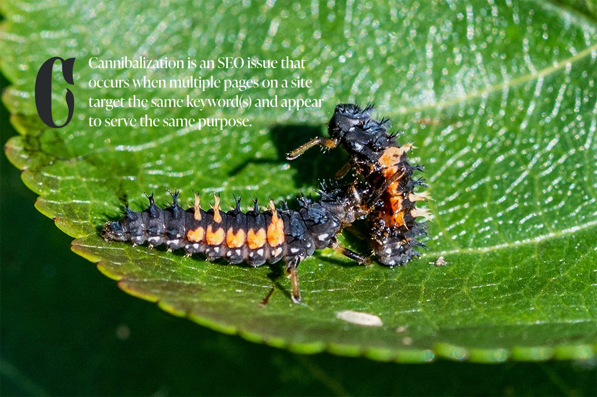 Cannibalisation - SEO term