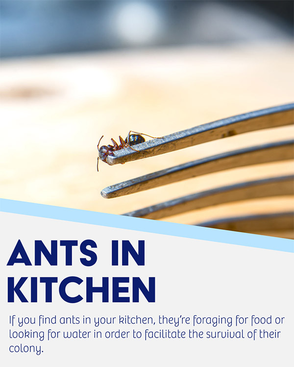 Ants In Kitchen