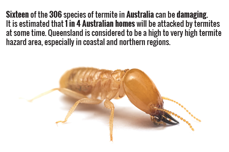 Risks of Termites