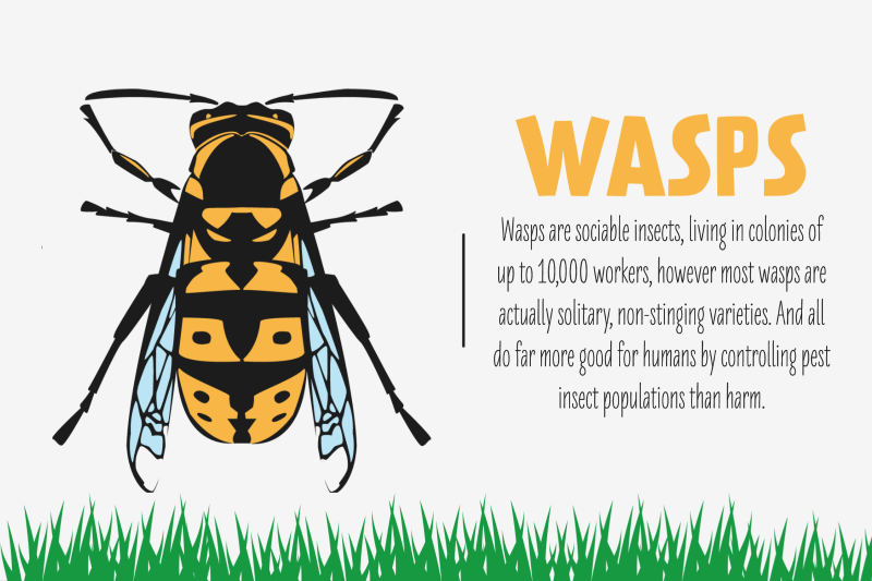 Wasps-Are-Socialble-Insects
