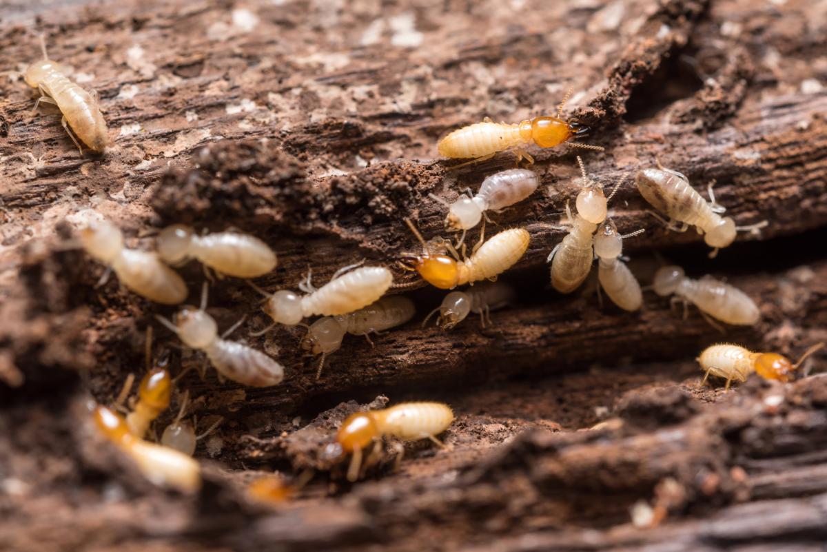 Termites the secretive pest