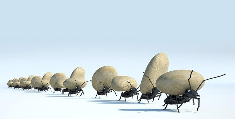 Humans need ants to survive